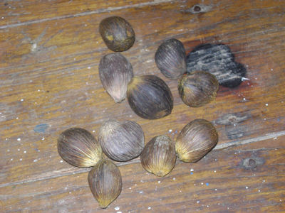 Ewos