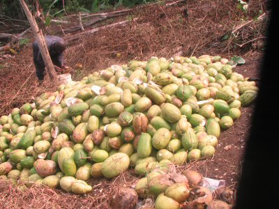Culture des Courges