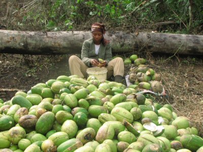 Culture des Courges