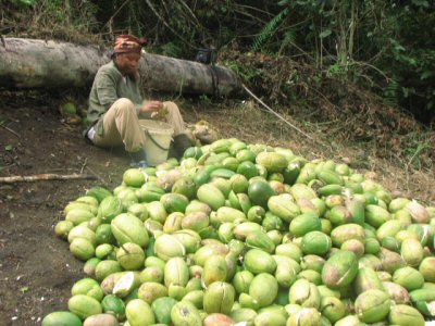 Culture des Courges
