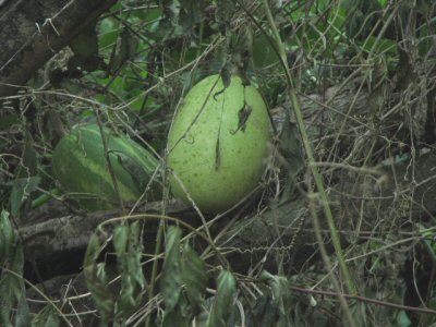 Culture des Courges