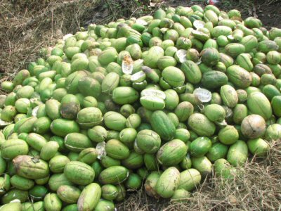 Culture des Courges